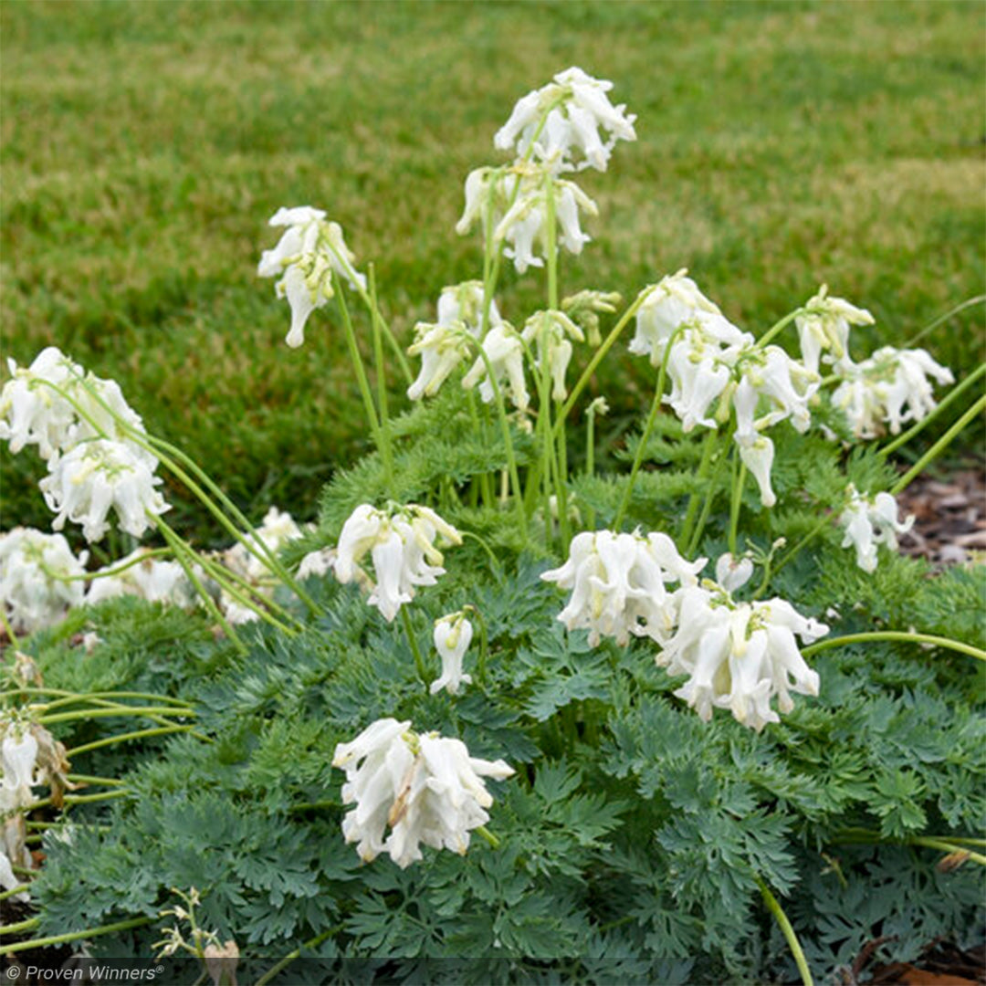 Bleeding Hearts, White Diamonds #1