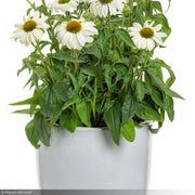 Coneflower, Color Coded The Price is White #1