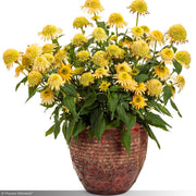 Coneflower, Double Coded Butter Pecan #1