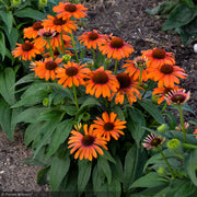 Coneflower, Color Coded Orange You Awesome #1