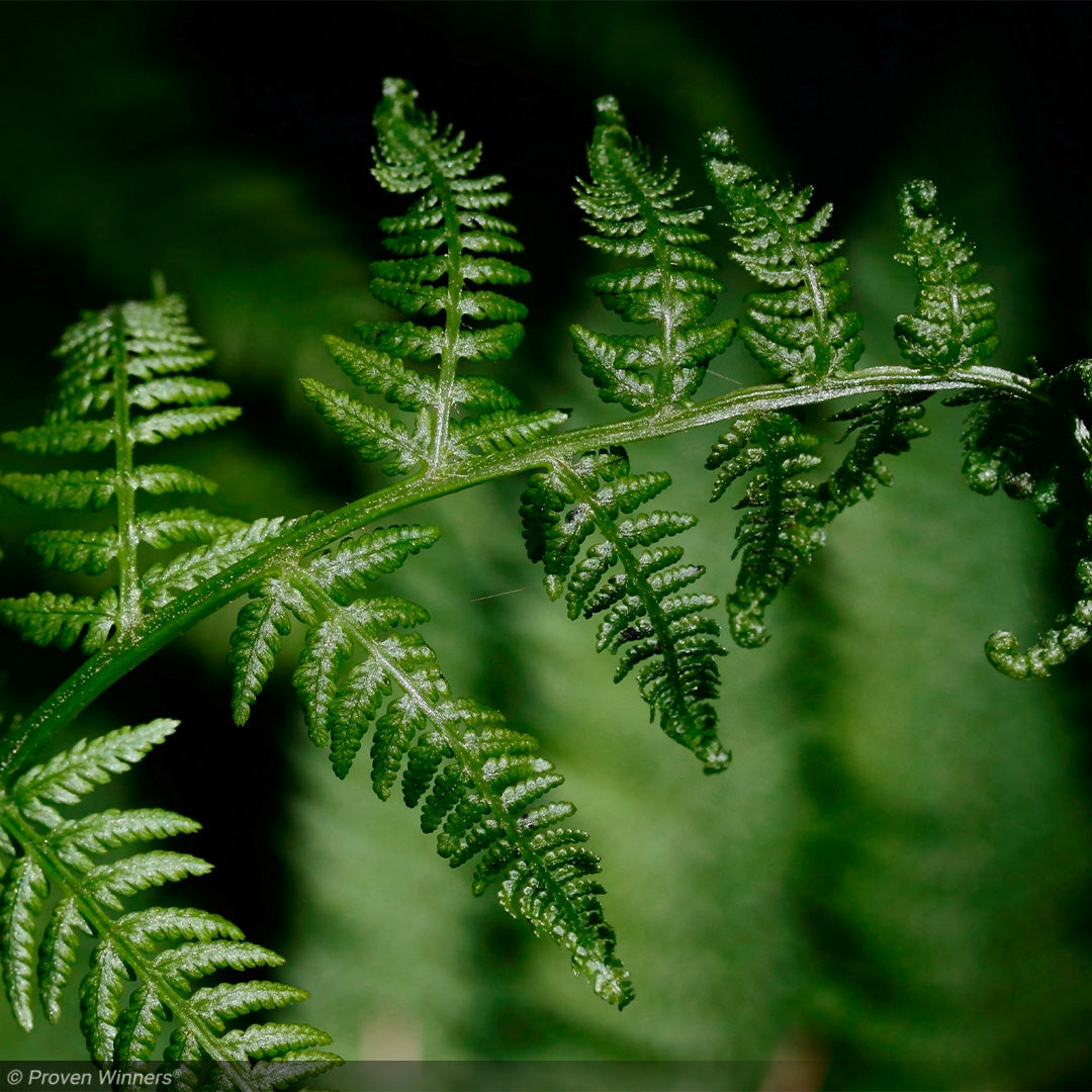 Fern, Leatherwood #2