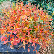 Fothergilla, Legend of the Small #2