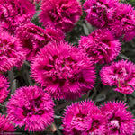 Load image into Gallery viewer, Dianthus, Fruit Punch Spiked Punch #1
