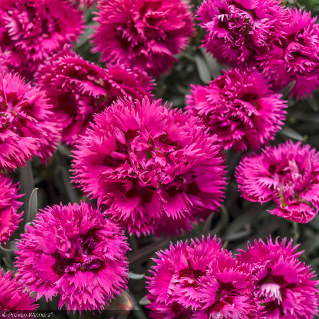 Dianthus, Fruit Punch Spiked Punch #1