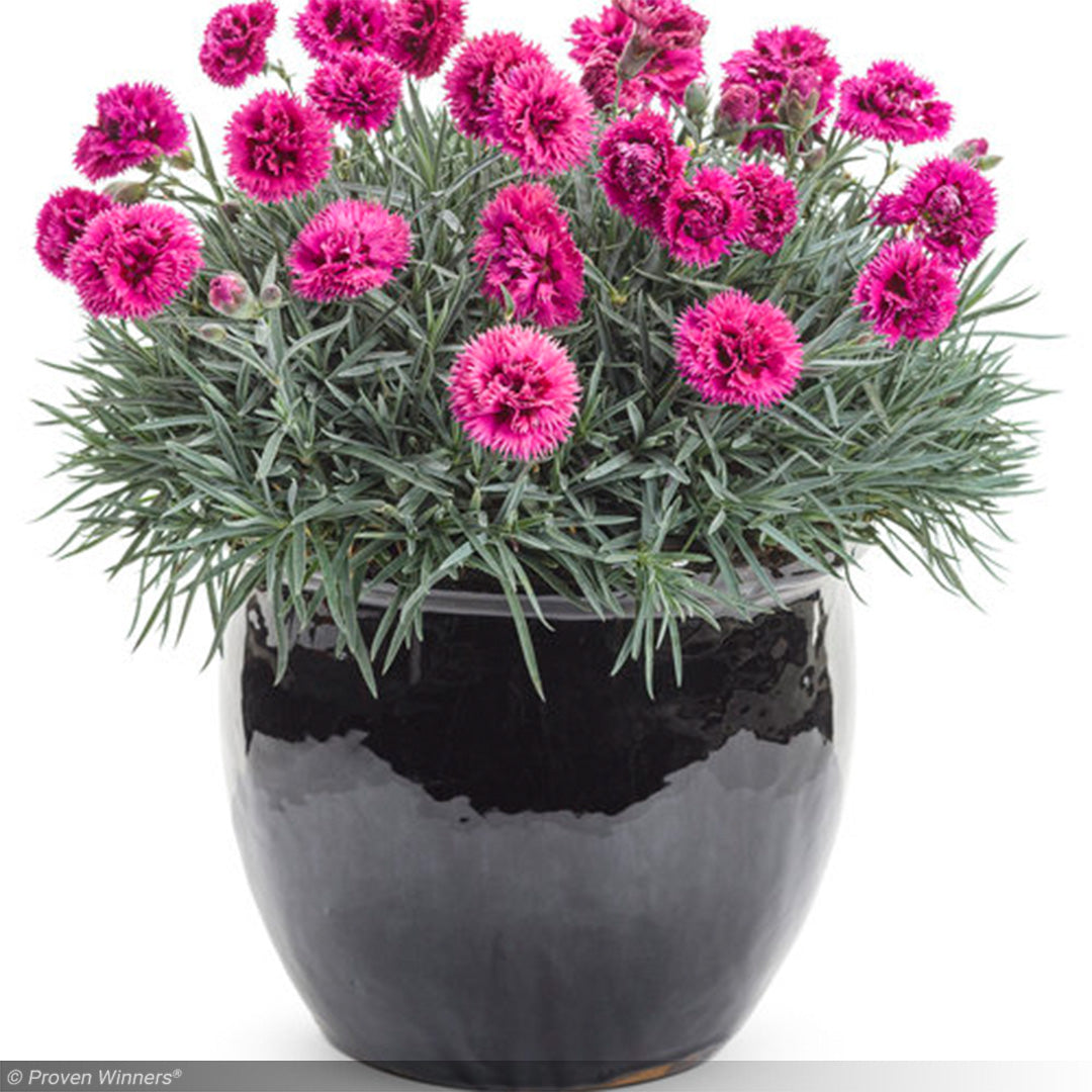 Dianthus, Fruit Punch Spiked Punch #1