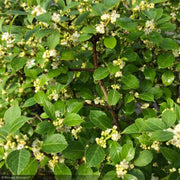 Holly, Winterberry Berry Poppins #2