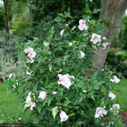 Rose of Sharon, Starblast Chiffon #3