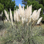 Load image into Gallery viewer, Pampas Grass, Andes Silver #3