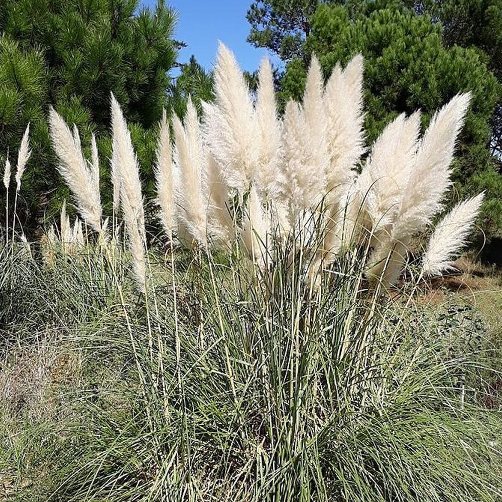 Pampas Grass, Andes Silver #3