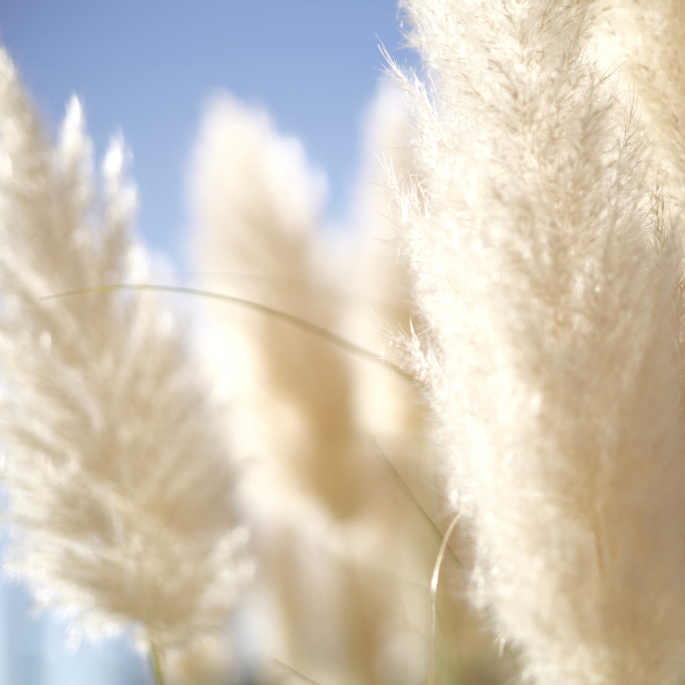 Pampas Grass, Andes Silver #3