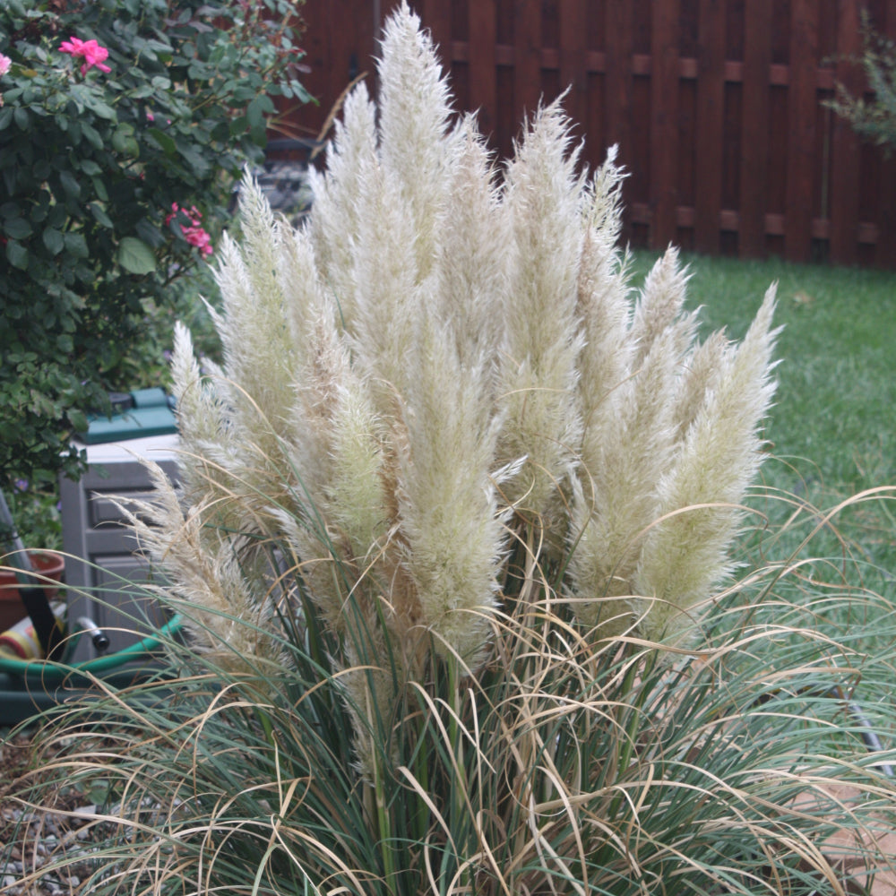 Pampas Grass, Dwarf Pumila #3