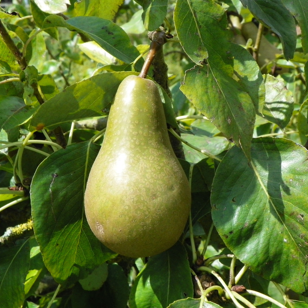 Pear, Bartlett #7