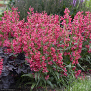 Penstemon, Bejeweled Rose Rhinestones #1