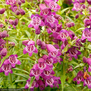 Penstemon, Harlequin Purple #1