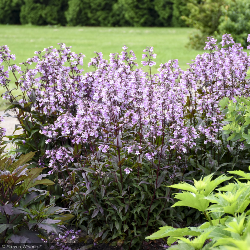 Penstemon, Midnight Masquerade #1