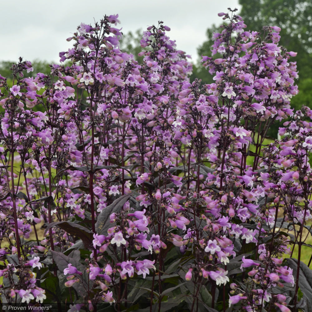 Penstemon, Midnight Masquerade #1