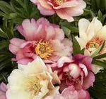 Load image into Gallery viewer, Peony, Itoh Julia Rose, #3