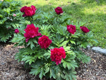 Load image into Gallery viewer, Peony, Itoh Candy Apple Red #5
