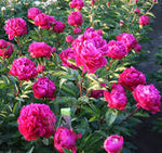 Load image into Gallery viewer, Peony, Sarah Bernhardt Red #3