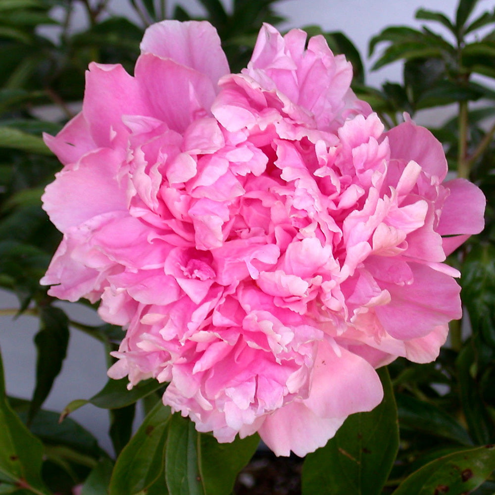 Peony, Dr Alexander Fleming #1