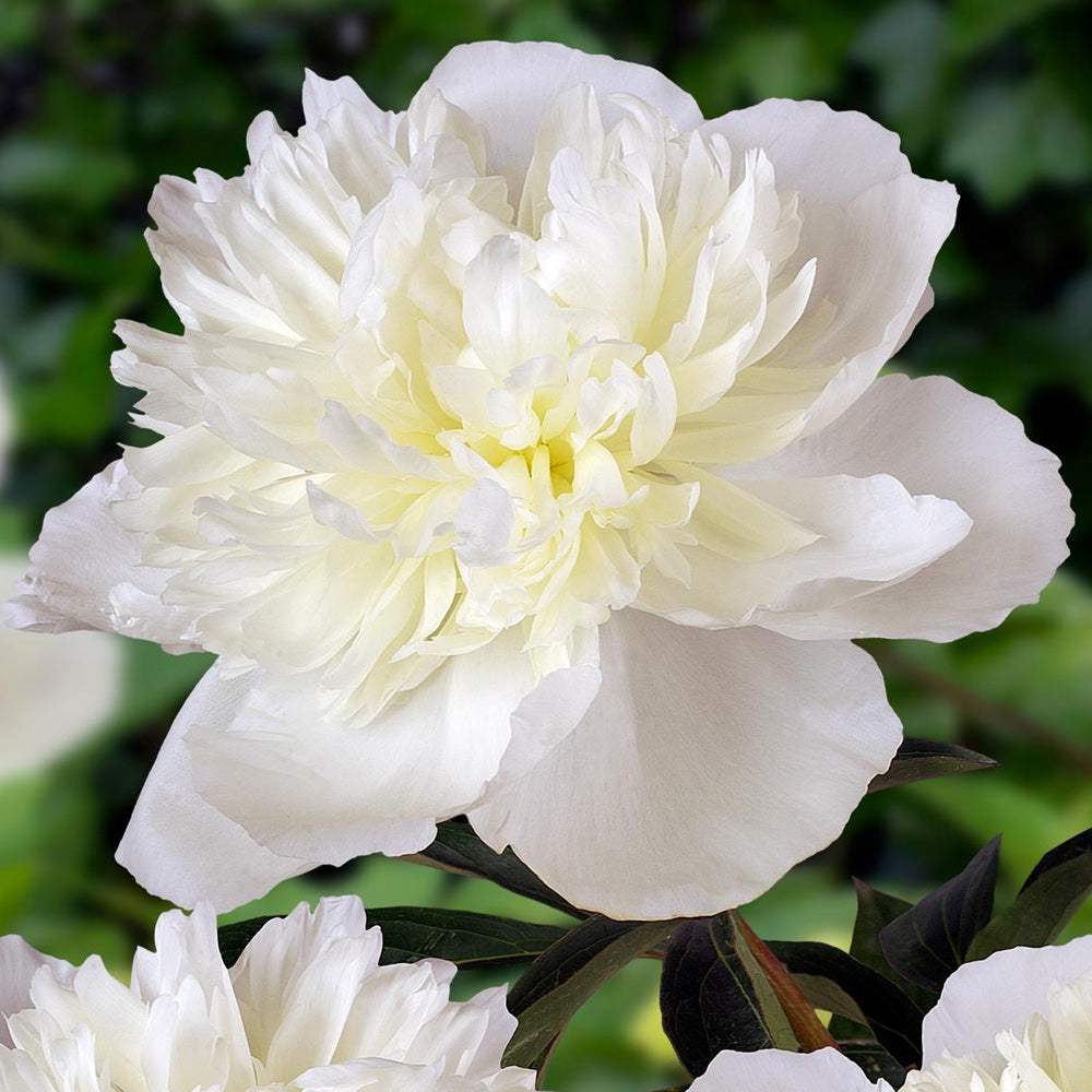 Peony, Duchesse de Nemours #1