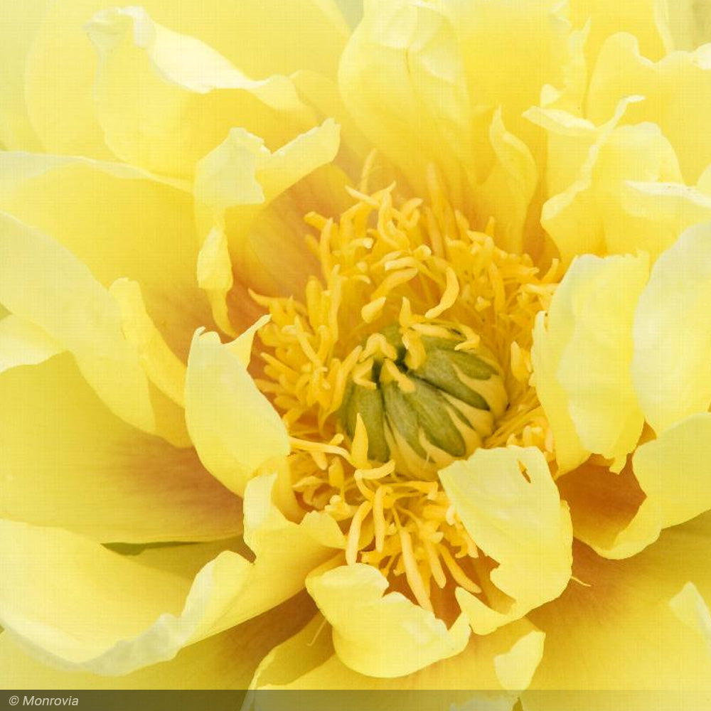 Peony, Itoh Bartzella, Yellow #5