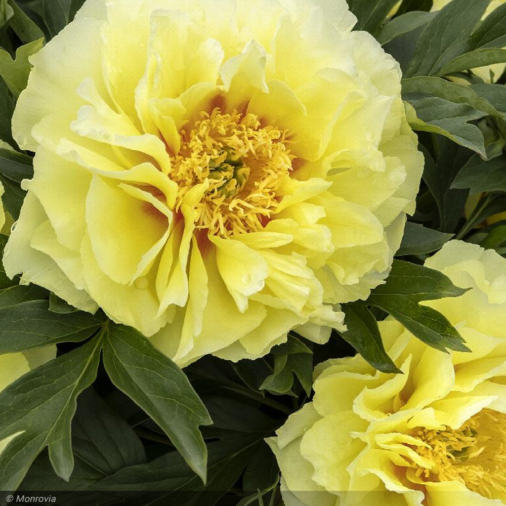 Peony, Itoh Bartzella, Yellow #5