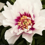 Load image into Gallery viewer, Peony, Itoh Cora Louise, White #5
