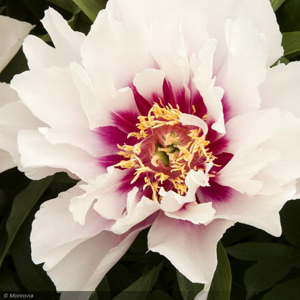 Peony, Itoh Cora Louise, White #5