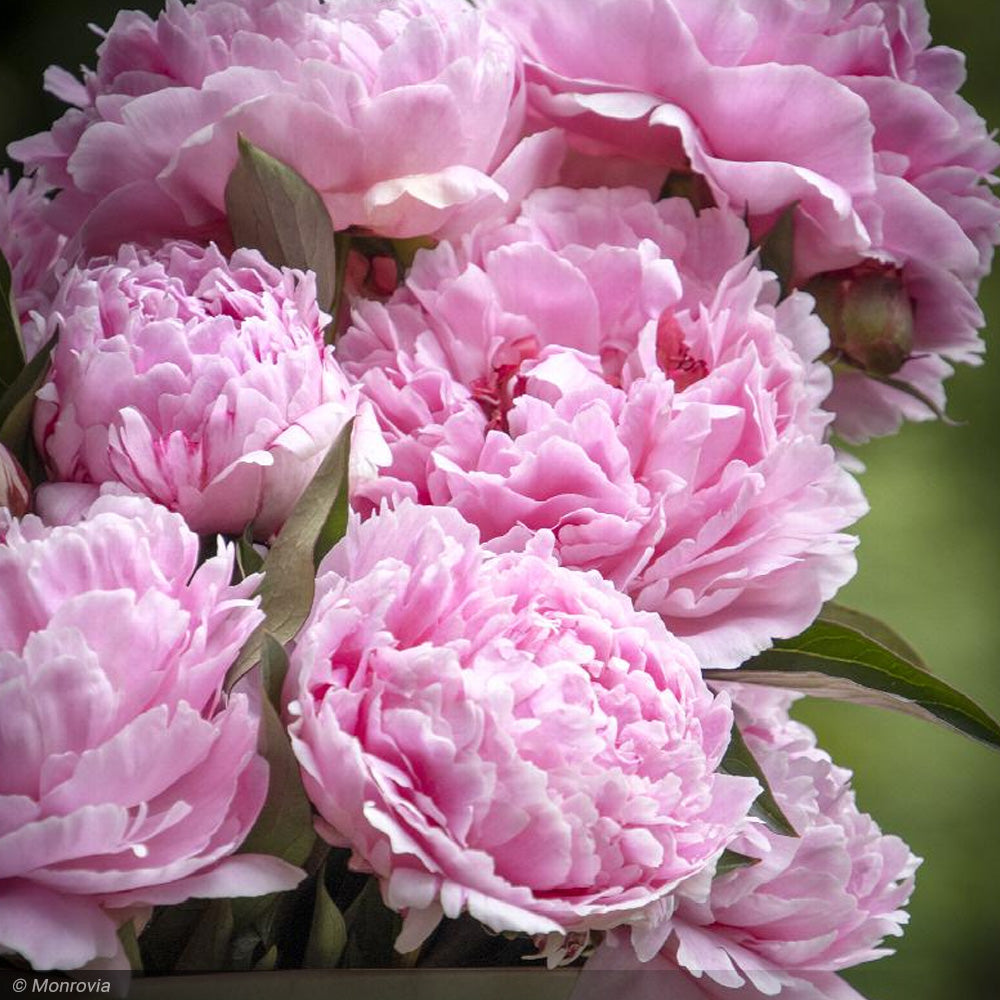 Peony, Sarah Bernhardt #3