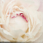 Load image into Gallery viewer, Peony, Shirley Temple #1
