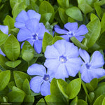 Load image into Gallery viewer, Periwinkle, Flat of 50