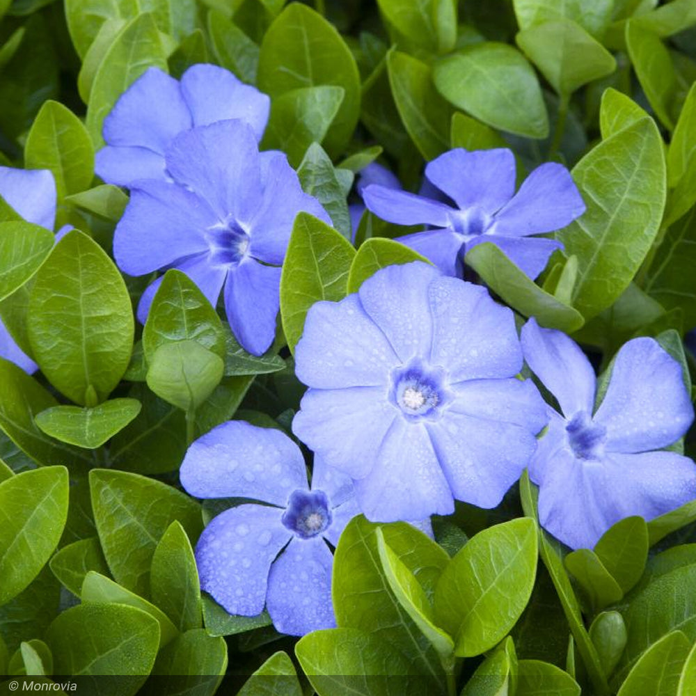Periwinkle, Flat of 50