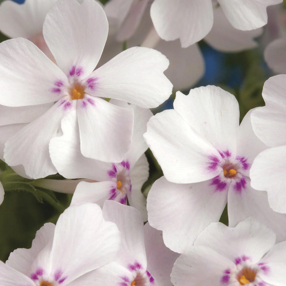 Phlox, Amazing Grace Qt