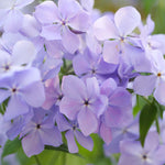 Load image into Gallery viewer, Phlox, Blue Moon Qt