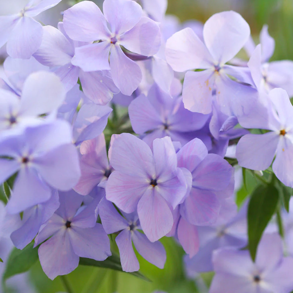 Phlox, Blue Moon Qt