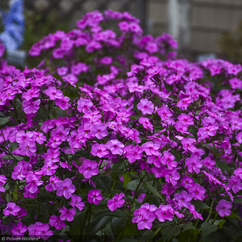 Phlox, Cloudburst #1