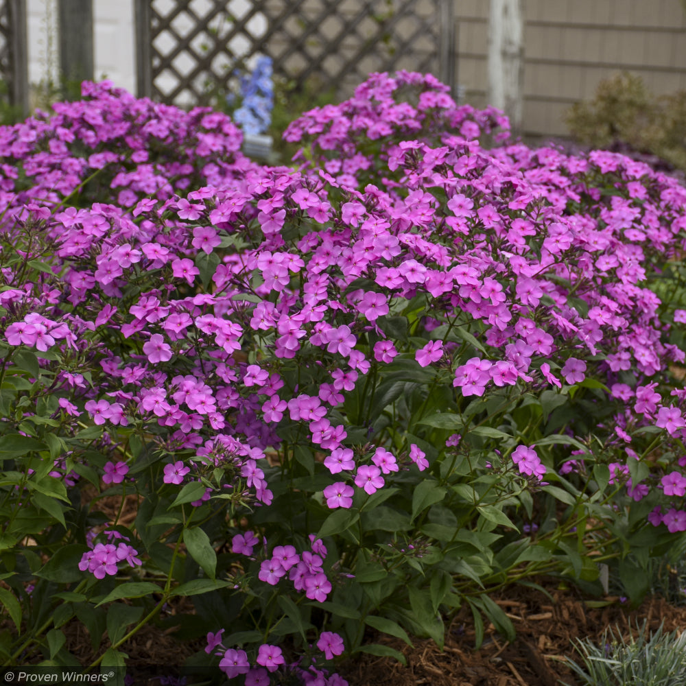 Phlox, Cloudburst #1