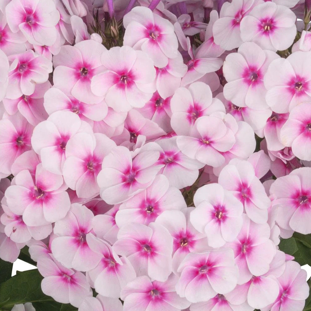 Phlox, Flame Pro Baby Doll #1