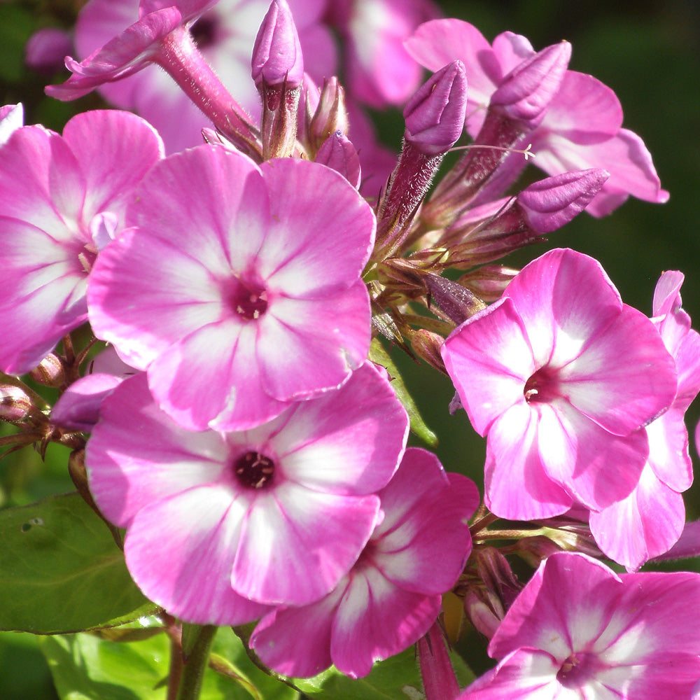 Phlox, Flame Pro Violet Charm #1