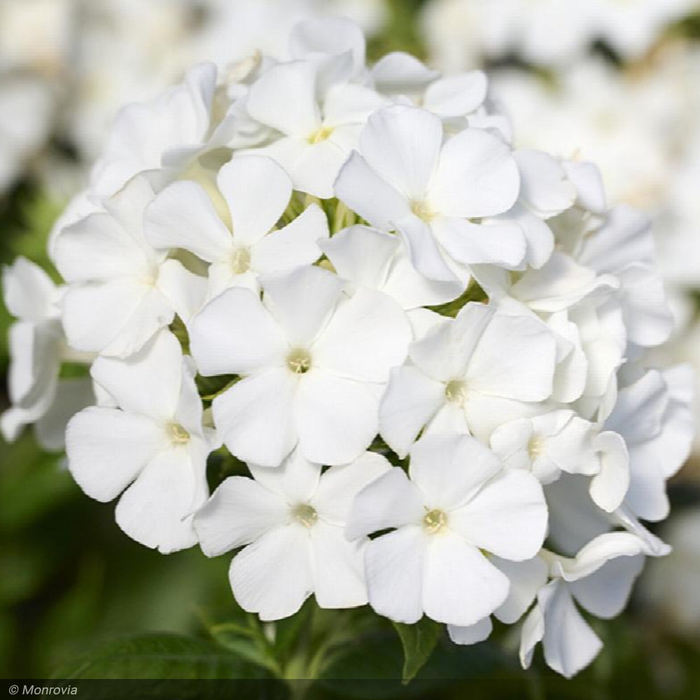 Phlox, Flame Pro White #1