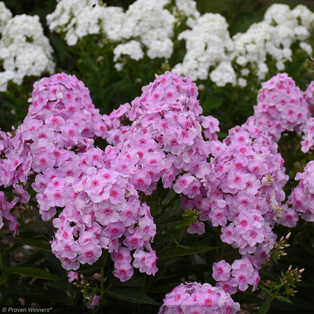 Phlox, Luminary Opalescence #1