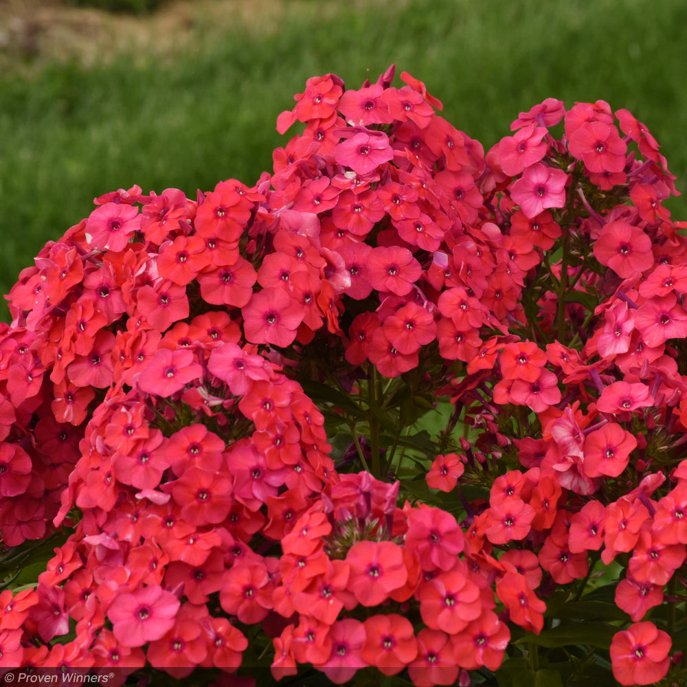 Phlox, Luminary Sunset Coral #1