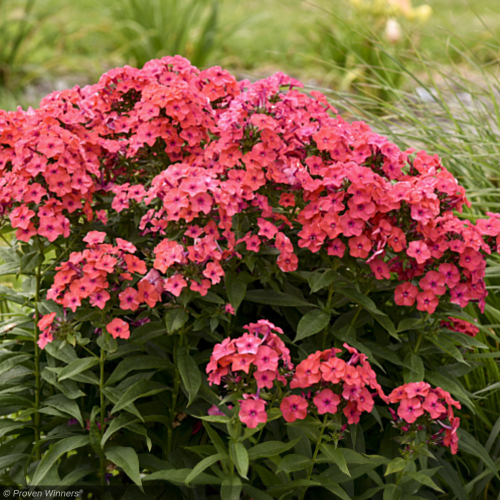 Phlox, Luminary Sunset Coral #1