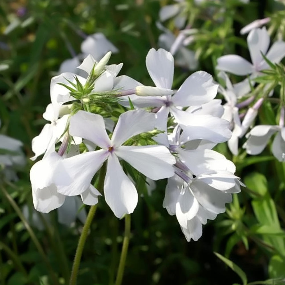 Phlox, May Breeze Qt