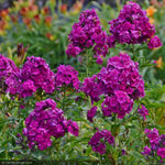 Load image into Gallery viewer, Phlox, Nicky #1
