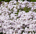 Load image into Gallery viewer, Phlox, Opening Act Pink-A-Dot #1