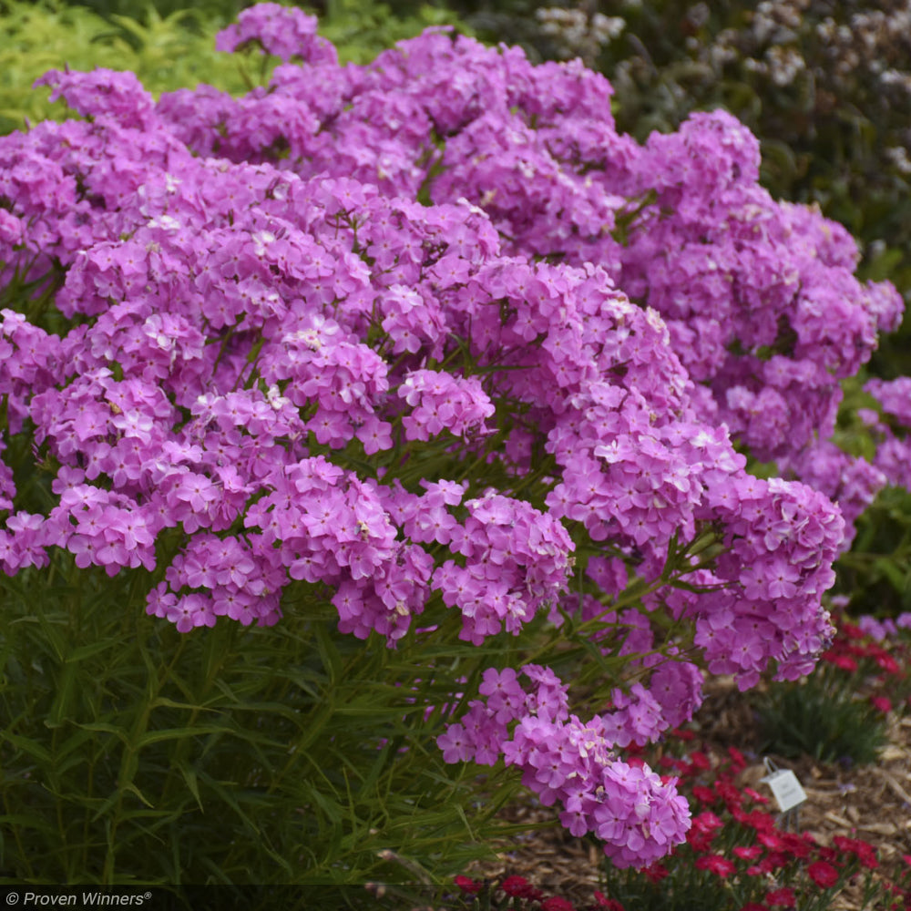 Phlox, Opening Act Ultrapink #1 – Greenwood Creek Nursery