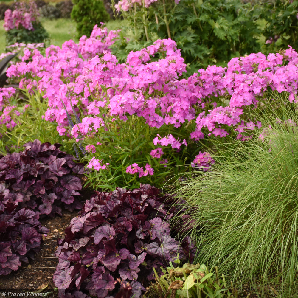 Phlox, Opening Act Ultrapink #1 – Greenwood Creek Nursery