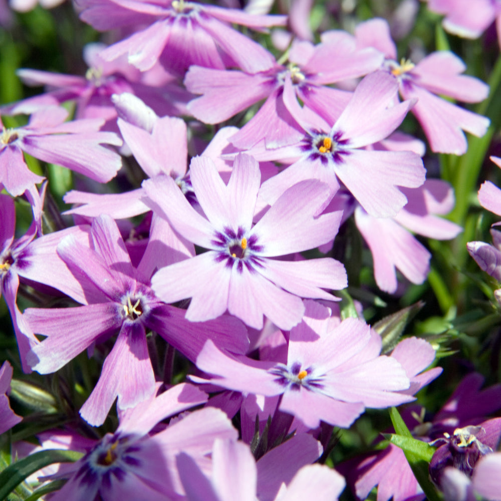 Phlox, Purple Beauty #1